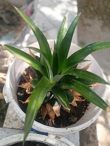 Ananas (Ananas comosus) şitili – qabda - Bitki: tropik ananasın ev