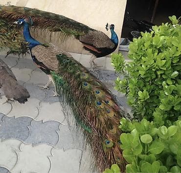 Tek ededinin qiymetu