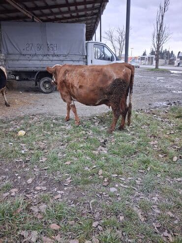 Quzu: Dişi, Simental, il: 8, Südlük, Ünvandan götürmə — 2