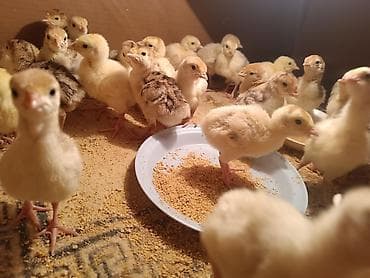 Məhsul: Türki balaları (pullu rəng çeşidləri) Təsvir: - Şəkillərdə