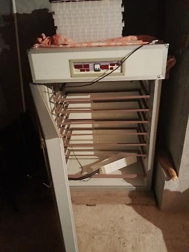 - Tip: Elektriklə işləyən inkubator (şkaf tipli, qapısı pəncərəli