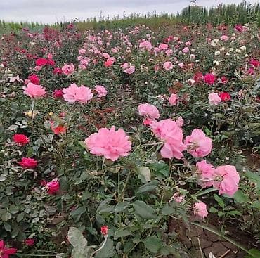 tikanlı bitkilər: Həmişəyaşıl dekorativ kollar – landşaft və hedc üçün - Bitki — 9