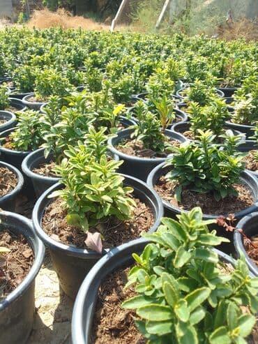 Digər bitkilər: Şimşad bitkisi bağlar, parklar və landşaft dizaynında geniş istifadə — 5