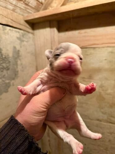 акита ину цена в баку: Американский бульдог, 1 месяц, С прививками, Платная доставка — 9