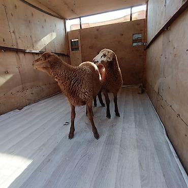 jersey cinsi: Salam hervaxdz xeyir iki baş sag Erkey saglmlk quzu satışa çıxdı — 2