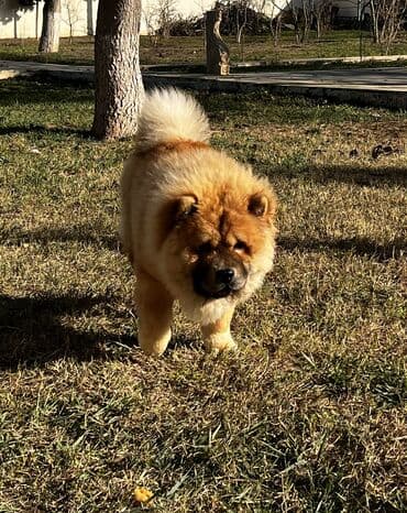 ordek sekilleri: Çau-Çau, 7 ay, Erkek, Sənədli — 3