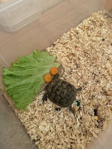 kirpi ne yeyir: Növ: Kiçik quru tısbağa (yavru) Təsvir: - Kompakt ölçülü, qara-yaşıl — 2