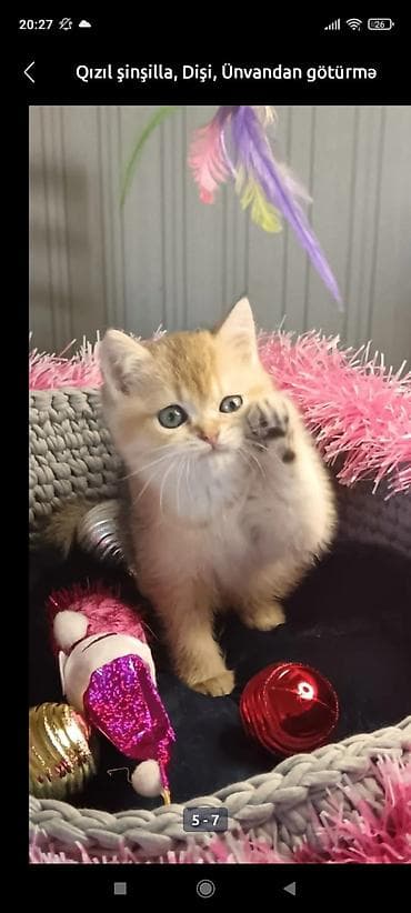 Qızıl şinşilla, Dişi