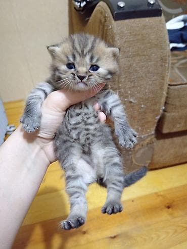 pişik tasma: Tabbi, Erkək, Yaxşı əllərə, Ödənişli çatdırılma — 6