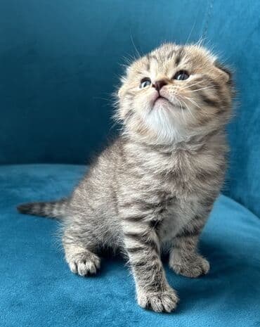 Птицы: Шотландская, Самец — 2