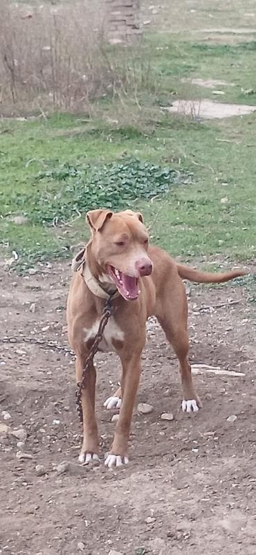 it pitbul: Pitbul, 1 il, Dişi, Peyvəndli, Ödənişli çatdırılma — 4