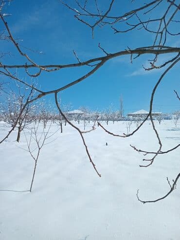 goycayda torpaq satılır: 10 sot, Kənd təsərrüfatı, Maklerlər narahat etməsin, Kupça (Çıxarış) — 2