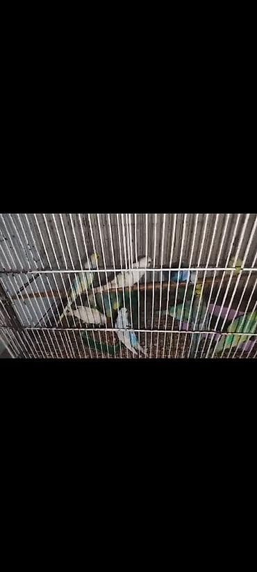 lal ordek balası: Salam.15 dene hazır quş valnist içində rainbow cexdən dönmə də var — 2