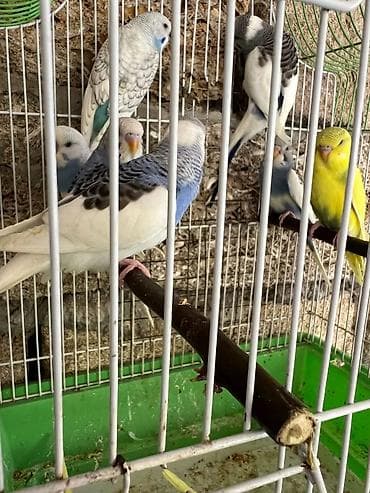 Valnistler 15 manattan hamsi hazirdi alana hopdavoy 12 manat