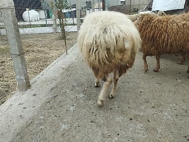 Птицы: Самец, лет: 2, Для разведения — 2