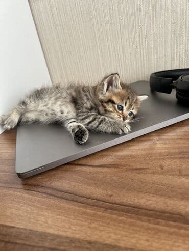 Lüğətlər: Şinşilla — 14