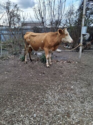 Nissan: 2 ci qarın 8 aylıq boğazdı semetalı melsdi süt 8 9 yaxşı yağlı süt — 3
