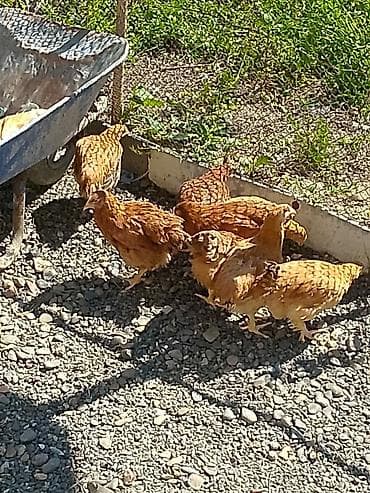 kənd toyuq: Toyuq, Yumurtalıq — 4