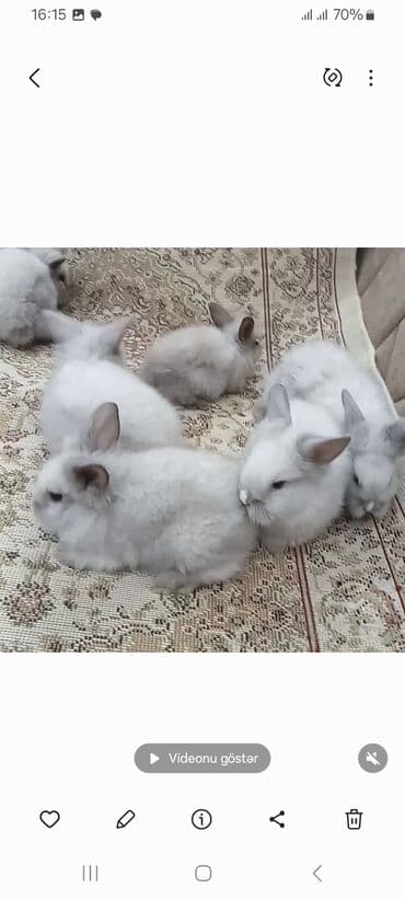 afçarka balası: Akor balası 10m — 10