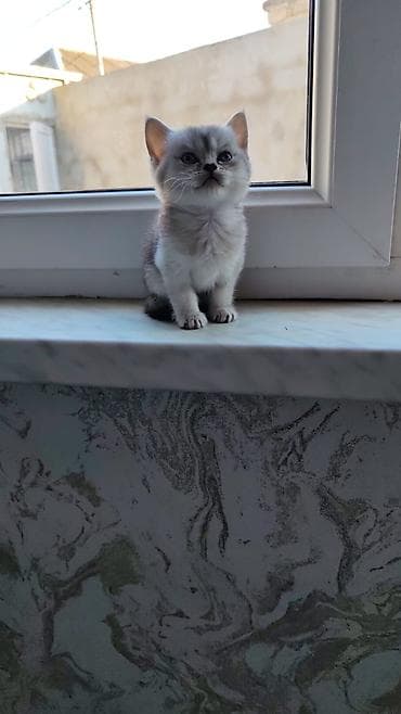 pisik balası: Şotland yastı qulaq — 3