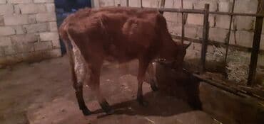 qız pişik adları: Şəxsi təsərufatda Saxlanan 5 ədəd Dişi Damazlig Dana 2 si 1200 — 3