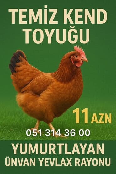 yumurtlayan toyuq: Toyuq, Yumurtalıq — 1