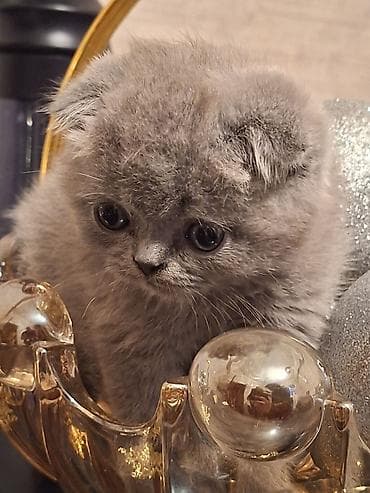 pişim: Şotland yastı qulaq — 1