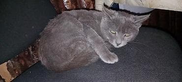 Erkək, Yaxşı əllərə, Ünvandan götürmə lalafo.az -da Erkək, Yaxşı əllərə, Ünvandan götürmə