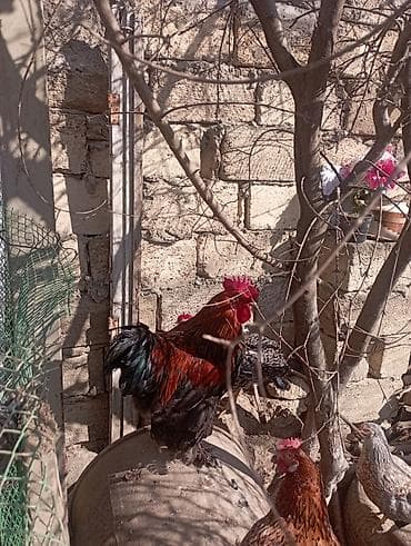 Ət məhsulları: Məhsul: Təbii kənd toyuq yumurtası Təsvir:bu toyuglarin yumurtalari — 8