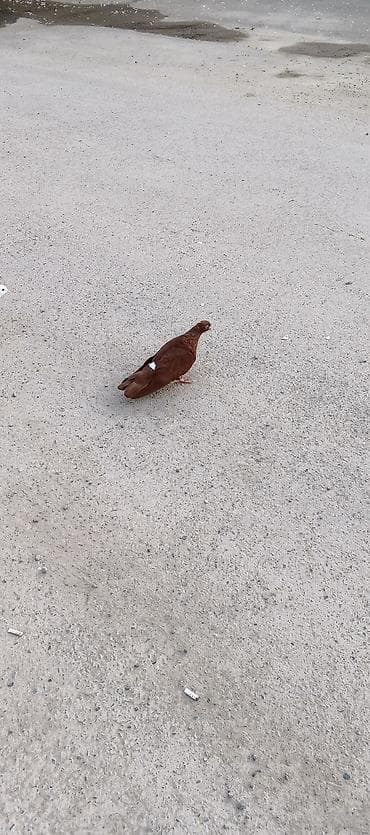 lalafo az heyvanlar: Salam qirmizilar satilir cutduler ikisi bir yerde 25 m — 3