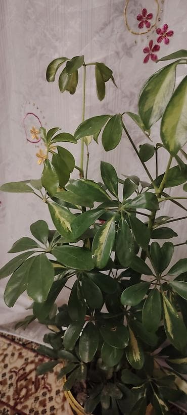 Çöl bitkiləri: Şeflera (Schefflera arboricola) otaq bitkisi - Növ: Şeflera — 2