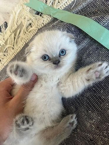 pişik pers: Şotland — 1