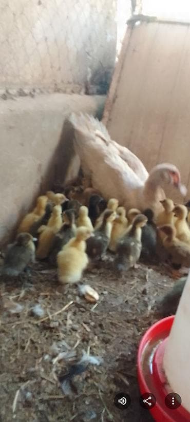 balaca ev itləri: -ana ördək altında çıxmış tam sağlam lavanda cinsli aqı cekili lal — 2