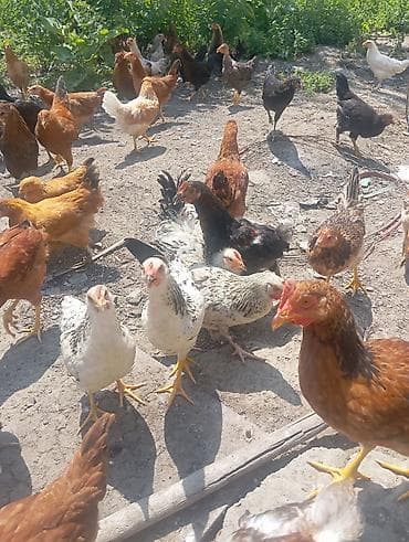 Cücələr 7 8 aylıq razılaşma yolu ilə kəsməkdə olar saxlamaqda 3.50