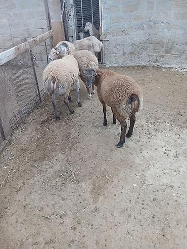 mal qoyun: 5 dənə kök quzu satılır.ünvan.Yeni Yaşma — 4