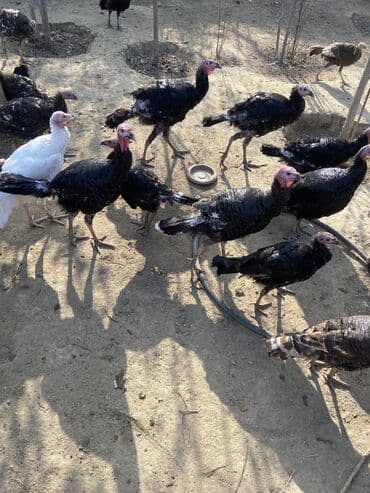 hinduşka yumurta: Salam super sağlan hinduşkalardır 40yaxındır çəkili heyvanlardır unvan — 2