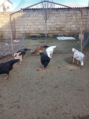 İtlər: Məhsul: Ev şəraitində bəslənən kənd toyuqları Təsvir: - Şəkillərdə — 4
