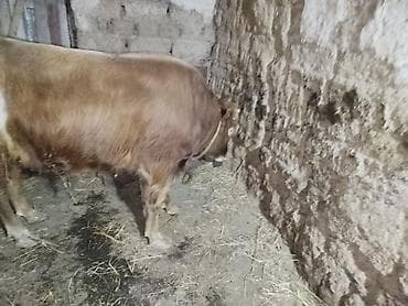 ağ kəklik: Mal – cins: dana/buzağı Rəng: qəhvəyi, yan tərəfində ağ ləkələr — 3