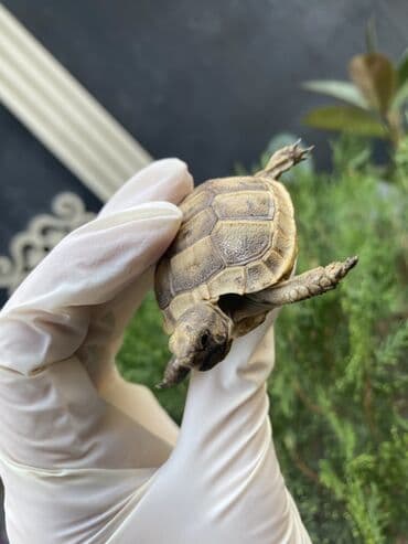 американский плоскоухий членистоногий когтеступ: Təsvir: Kiçik ölçülü tısbağa, açıq qəhvəyi rəngli qabığı və tünd — 2