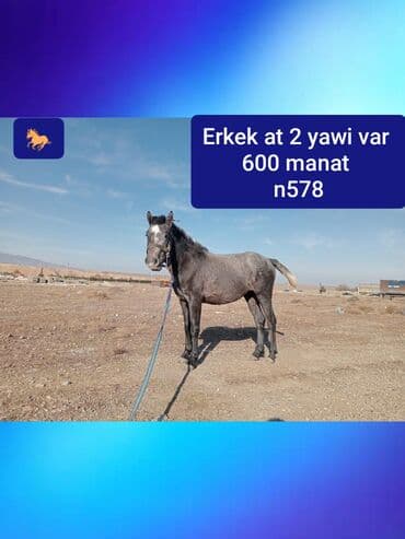 Erkək at – 2 yaşlı Qiymət: 600 manat Elan nömrəsi: n578