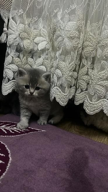 шиншилла кошка цена: Британская — 3