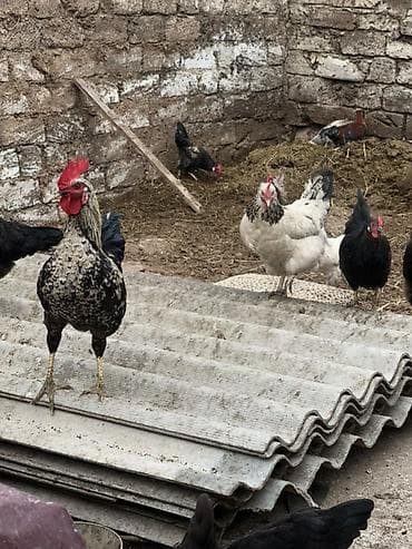 çolpa satılır: Toyuq, Yumurtalıq — 3