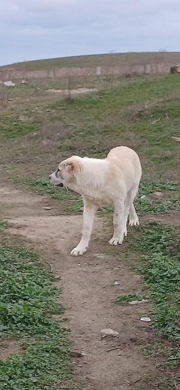 coban iti haqqinda melumat: Qurdbasar, 4 ay, Dişi — 5