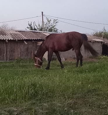 Quşlar: Erkək, il: 5, Ünvandan götürmə — 3