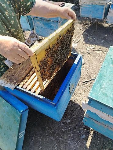 Arı ailələri və pətəklər - Taxta pətəklər: mavi rəngli, yuxarıdan