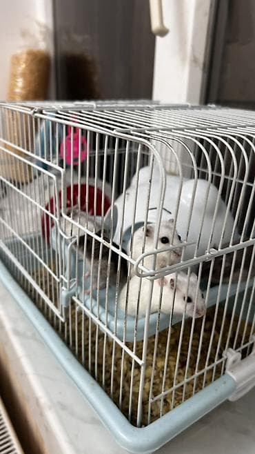 ucuz ev itleri: Salam Qəfəs qarisiq satılır 8 Ədəd Hamster var içərsində. Gelen ay — 1