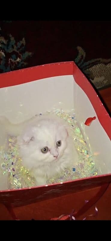 dişi qaz: Şinşilla, Dişi — 1