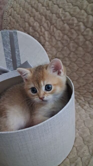 depo gold instagram: Qızıl şinşilla, Dişi, Yaxşı əllərə, Ünvandan götürmə, Ödənişli çatdırılma — 4