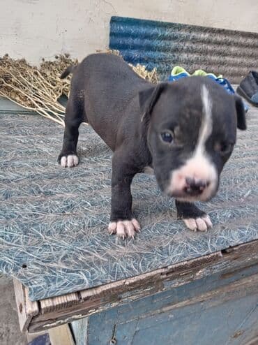dişi pitbul: Pitbul, 1 ay, Dişi, Ödənişli çatdırılma — 5