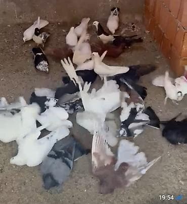 gence quşlar: Salam quşdar novxanıdadı 70 dənə tutulma 4m — 3